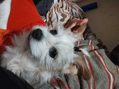 Avatar Franxis_90