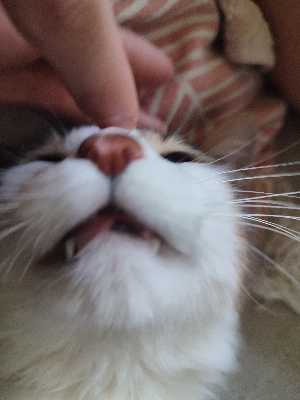 Avatar Nalk